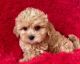 Maltipoo Puppies for sale in La Habra, CA 90631, USA. price: $899