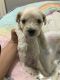 Maltipoo Puppies for sale in Rowlett, TX, USA. price: $650