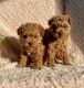 Maltipoo Puppies for sale in Lancaster, PA, USA. price: $895