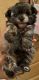 Maltipoo Puppies for sale in 603 Engman St, Clearwater, FL 33755, USA. price: $2,300