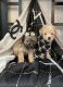 Maltipoo Puppies for sale in Corona, CA, USA. price: $900
