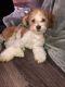 Maltipoo Puppies for sale in Alamo Heights, TX 78209, USA. price: $300