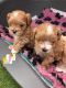 Maltipoo Puppies for sale in Tacoma, WA, USA. price: $200