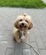 Maltipoo Puppies for sale in Milwaukee, WI, USA. price: NA