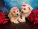 Maltipoo Puppies for sale in Dunn, NC 28334, USA. price: $800