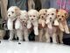 Maltipoo Puppies for sale in Anaheim, CA, USA. price: $550