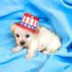 Maltipoo Puppies for sale in Austin, TX, USA. price: $1,500