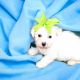 Maltipoo Puppies for sale in Austin, TX, USA. price: $1,500