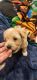 Maltipoo Puppies for sale in Edison, NJ 08820, USA. price: NA
