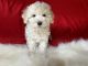 Maltipoo Puppies for sale in Whittier, CA, USA. price: $799