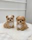 Maltipoo Puppies for sale in ON-401, Ontario, Canada. price: $400