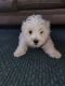 Maltipoo Puppies for sale in Chino, CA, USA. price: $1,000
