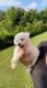 Maltipoo Puppies for sale in Carthage, TN 37030, USA. price: $1,800