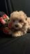 Maltipoo Puppies for sale in Gray, GA 31032, USA. price: $900