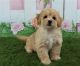Maltipoo Puppies for sale in Asheville, NC 28801, USA. price: NA