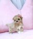 Maltipoo Puppies for sale in Chandler, AZ, USA. price: $5,300