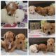 Maltipoo Puppies for sale in Utah County, UT, USA. price: NA