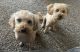 Maltipoo Puppies for sale in San Diego, CA 92113, USA. price: $1,500