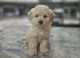 Maltipoo Puppies for sale in PA-447, East Stroudsburg, PA, USA. price: $1,500