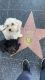 Maltipoo Puppies for sale in Koreatown, Los Angeles, CA, USA. price: NA
