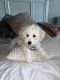 Maltipoo Puppies for sale in Waxahachie, TX, USA. price: $300