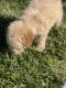 Maltipoo Puppies for sale in Fontana, CA, USA. price: $700