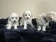 Maltipoo Puppies for sale in Bryan, TX, USA. price: NA
