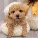 Maltipoo Puppies for sale in Pittsburgh, PA, USA. price: $400