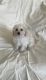 Maltipoo Puppies for sale in Whittier, CA, USA. price: $499
