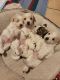 Maltipoo Puppies for sale in Perris, CA, USA. price: $600
