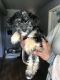Maltipoo Puppies for sale in Brentwood, MO, USA. price: $850