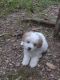 Maltipoo Puppies for sale in Breathitt County, KY, USA. price: $350