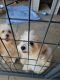 Maltipoo Puppies for sale in Palmdale, CA, USA. price: NA