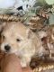 Maltipoo Puppies for sale in Goldsboro, NC, USA. price: NA
