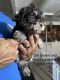 Maltipoo Puppies for sale in Norwalk, CA, USA. price: $700