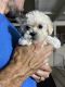 Maltipoo Puppies for sale in Norwalk, CA, USA. price: $500