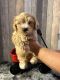 Maltipoo Puppies for sale in Zephyrhills, FL, USA. price: $1,300