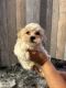 Maltipoo Puppies for sale in Zephyrhills, FL, USA. price: $1,300