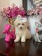 Maltipoo Puppies for sale in Corona, CA, USA. price: $600