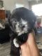 Maltipoo Puppies for sale in Tulare, CA 93274, USA. price: $550