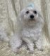 Maltipoo Puppies for sale in Flagstaff, AZ, USA. price: $800