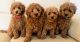 Maltipoo Puppies for sale in Floral City, FL 34436, USA. price: $500