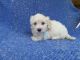Maltipoo Puppies for sale in Whittier, CA, USA. price: $250
