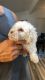Maltipoo Puppies for sale in Norwalk, CA, USA. price: $600