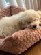 Maltipoo Puppies for sale in Fremont, CA, USA. price: $2,050