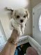 Maltipoo Puppies for sale in Lakeland, FL, USA. price: $1,200