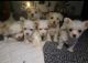 Maltipoo Puppies for sale in Woodland Hills, Los Angeles, CA, USA. price: NA