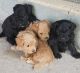 Maltipoo Puppies for sale in Pocatello, ID, USA. price: NA