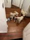 Maltipoo Puppies for sale in San Diego, CA, USA. price: $300