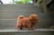 Maltipoo Puppies for sale in Dundee, NY 14837, USA. price: $1,050